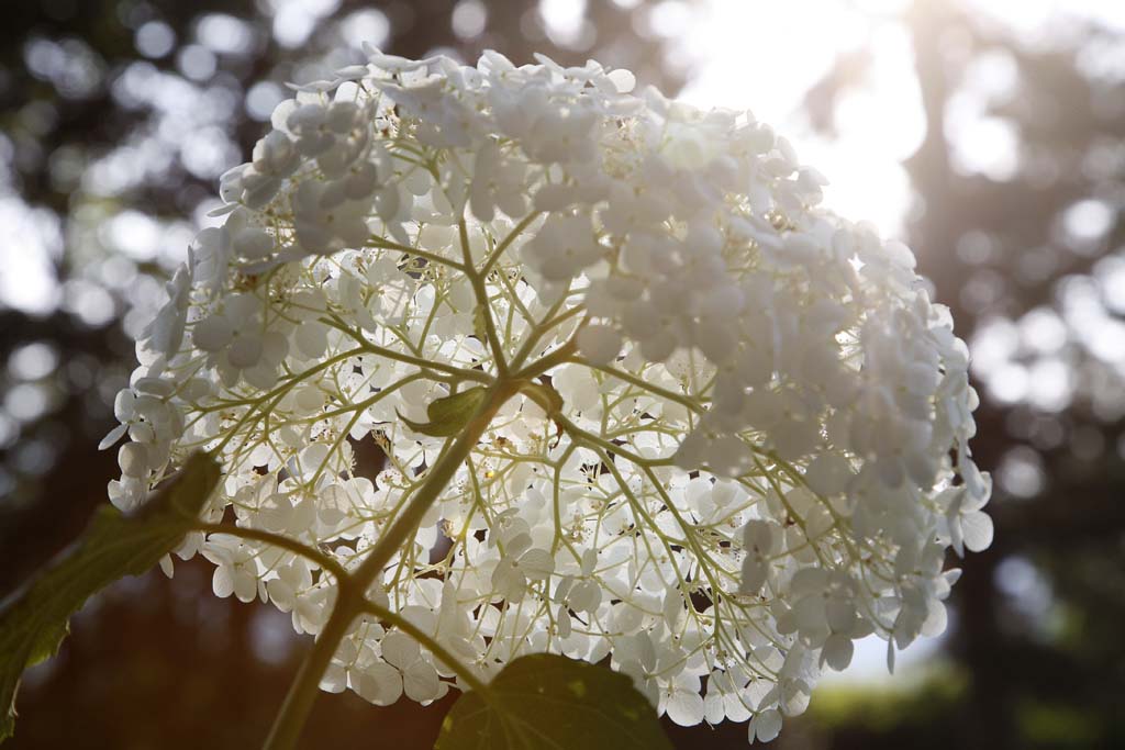 annabelle Castello di Bagnolo